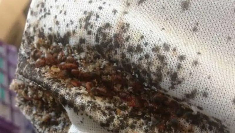 Астана пәтерлерінде қандала қаптады