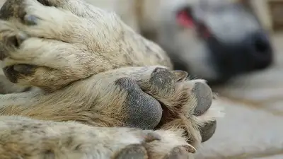 Мужчина зарезал собаку на детской площадке Уральска , фото - Новости Zakon.kz от 07.08.2023 02:15