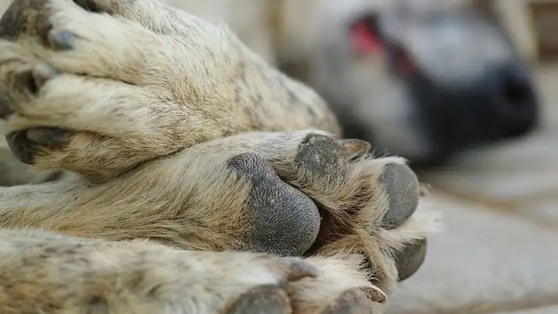 Мужчина зарезал собаку на детской площадке Уральска