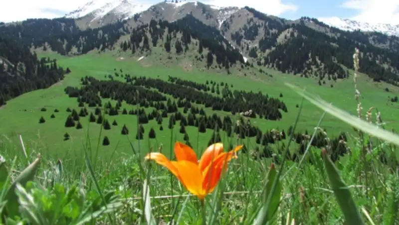 Законопроекты по вопросам экологии рассмотрены в Сенате