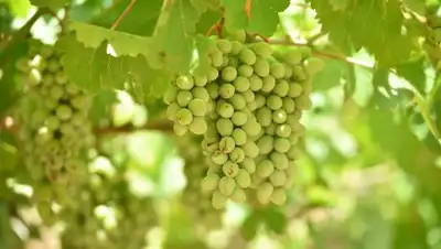 Zakon.kz, фото - Новости Zakon.kz от 23.08.2017 17:55