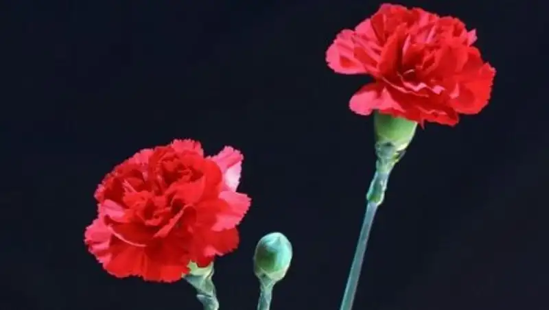 В Кемеровской области объявлен траур по погибшим в ТЦ «Зимняя вишня»