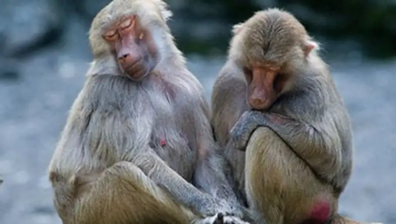 Животные предпочли скрывать свои болезни от детенышей и партнеров