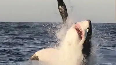 Zakon.kz, фото - Новости Zakon.kz от 12.12.2014 15:13