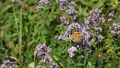 компенсация за сбор дикорастущих лекарственных растений, фото - Новости Zakon.kz от 04.08.2022 12:09