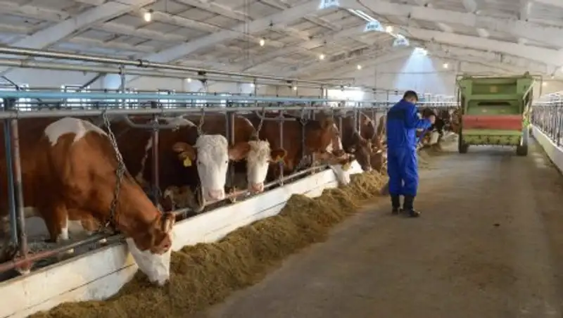 Молочный пояс создают вокруг Павлодара