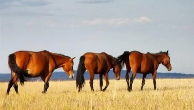 В ВКО лошадям прививки против сибирской язвы ставили только на бумаге
