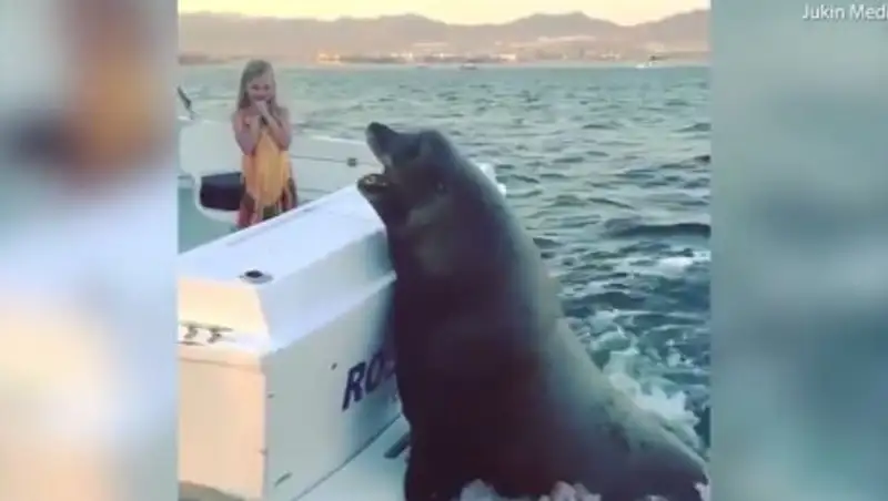 Огромный тюлень забрался на движущуюся моторную лодку, чтобы получить рыбу