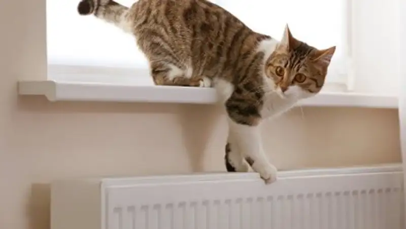 В Норвегии кот пережил 40 минут стирки в стиральной машине