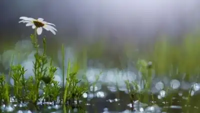 pixabay.com, фото - Новости Zakon.kz от 03.08.2020 10:42