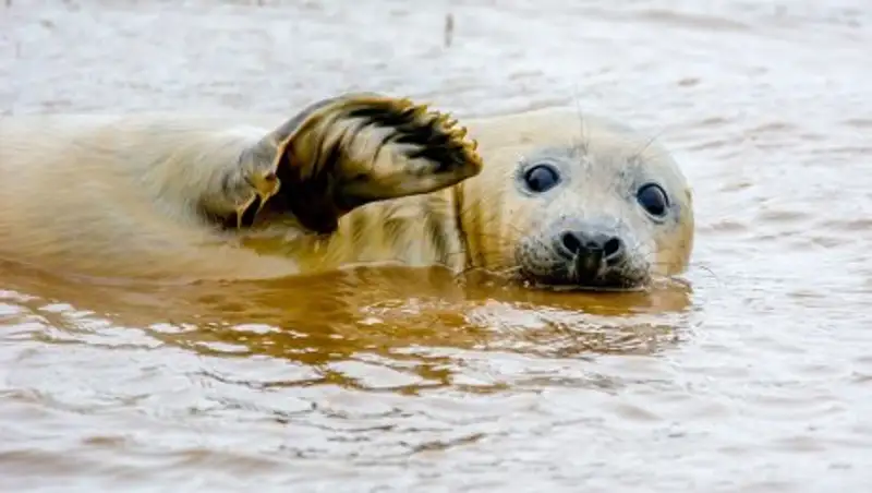 Финалисты конкурса самых смешных фотографий дикой природы