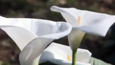 Zakon.kz, фото - Новости Zakon.kz от 11.04.2017 18:49