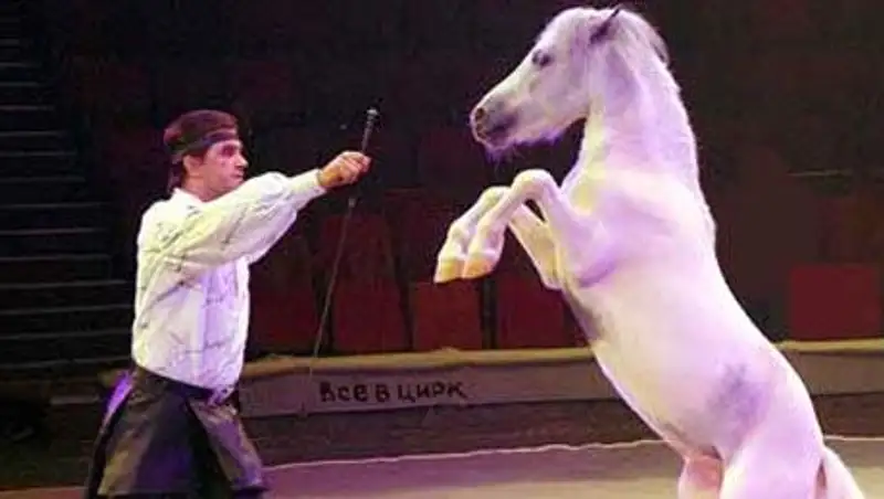 В цирке и в конюшнях задабривают лошадей
