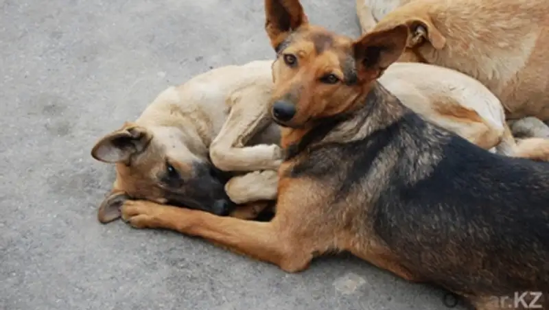 На стаи бродячих собак жалуются шымкентцы