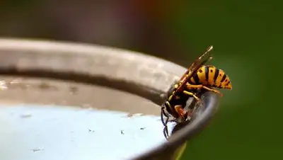 pixabay.com, фото - Новости Zakon.kz от 04.07.2021 21:24