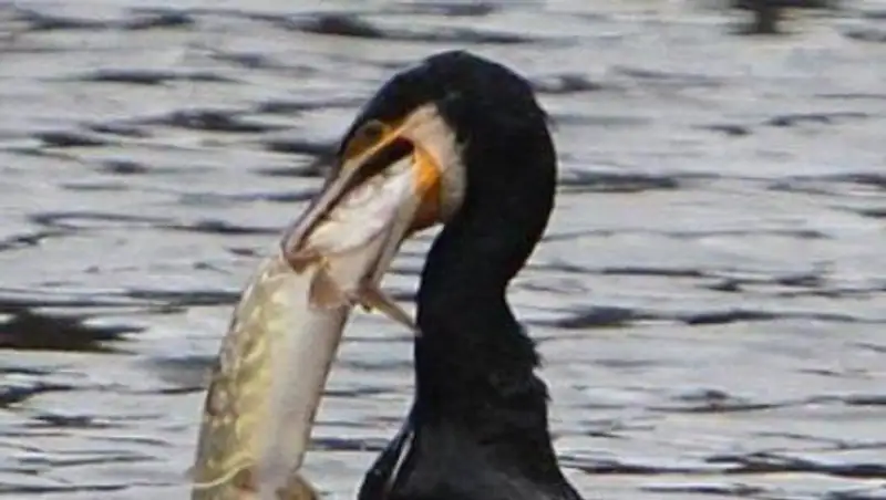 В ВКО бакланы истребляют рыбу