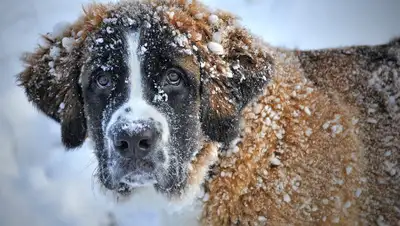 Pixabay, фото - Новости Zakon.kz от 08.11.2019 07:55