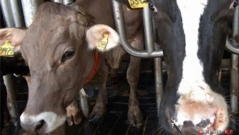 В ЗКО сельчанин продал больных бруцеллезом коров и заявил об их пропаже