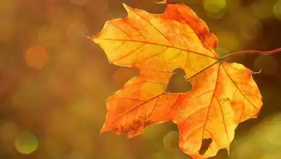 pixabay.com, фото - Новости Zakon.kz от 23.09.2021 15:45