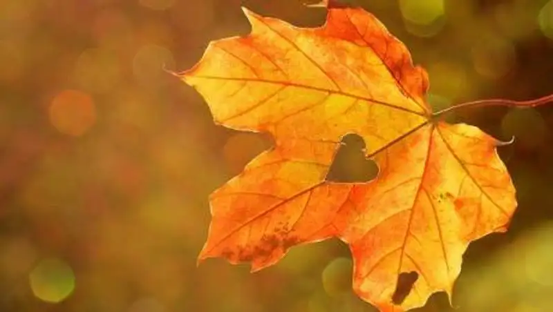 Осадки, пыльная буря и туман - погода в Казахстане на 24 сентября