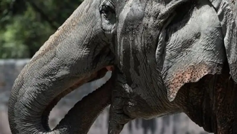 В Таиланде слониха пыталась спрятать тело убитого ею хозяина