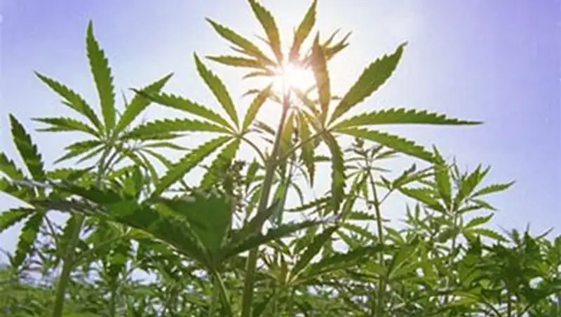 В Щучинске выявили факт незаконного культивирования конопли