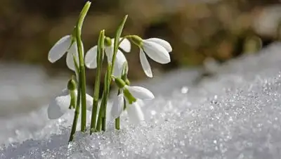 zakon.kz., фото - Новости Zakon.kz от 24.03.2021 15:56