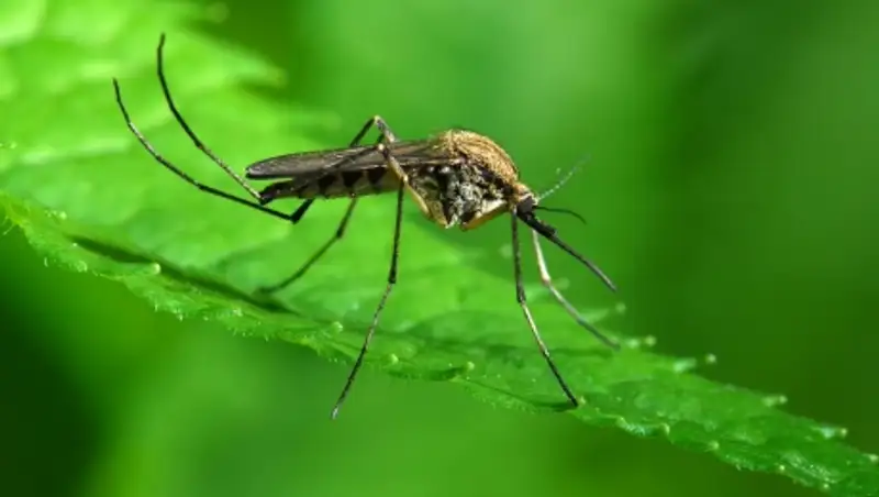 В Петропавловске нашествие комаров