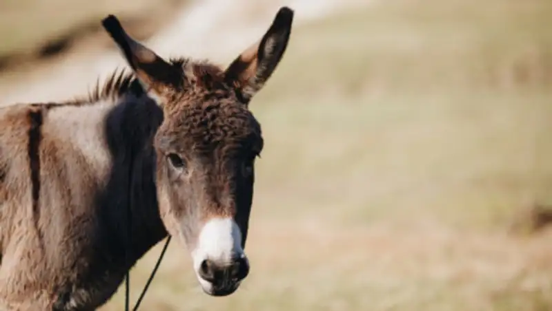 Жители села в Туркестанской области возят воду в дома на ишаках