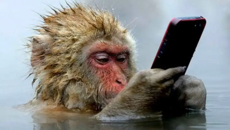 Правила общения с обезьянами выпустили для туристов на Пхукете