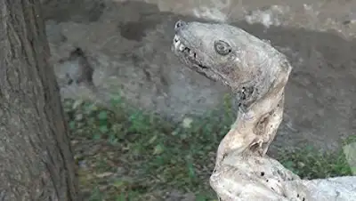 Zakon.kz, фото - Новости Zakon.kz от 20.05.2017 19:05