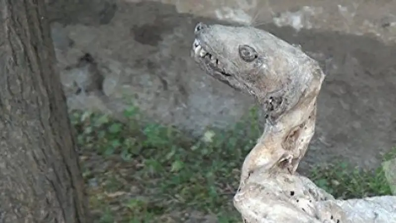 В Азербайджане найдена мумия невиданного зверя 