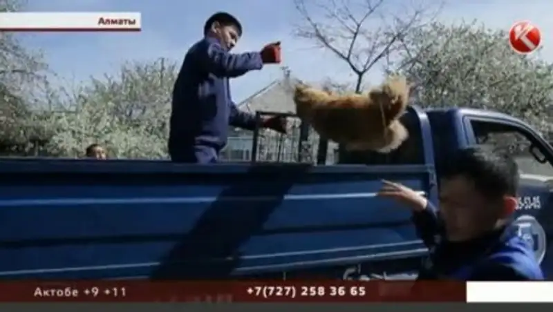 Алматинские прокуроры пожалели бродячих собак, которых отлавливают с особой жестокостью