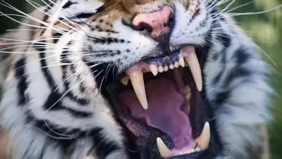 Фото: sputnik-ossetia.ru, фото - Новости Zakon.kz от 28.11.2017 06:27