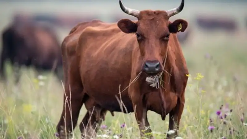 Бруцеллез выявлен у почти двух десятков коров в Акмолинской области