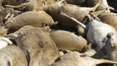 Zakon.kz, фото - Новости Zakon.kz от 04.06.2015 08:00