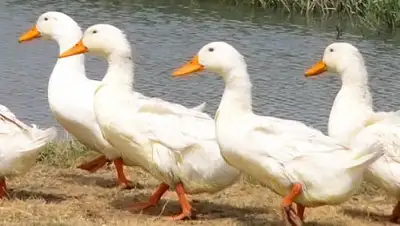 Zakon.kz, фото - Новости Zakon.kz от 11.07.2016 15:41