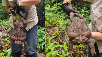 Тростниковая жаба, фото - Новости Zakon.kz от 20.01.2023 12:40