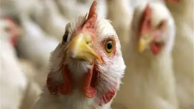 smolnarod.ru, фото - Новости Zakon.kz от 09.10.2018 12:02