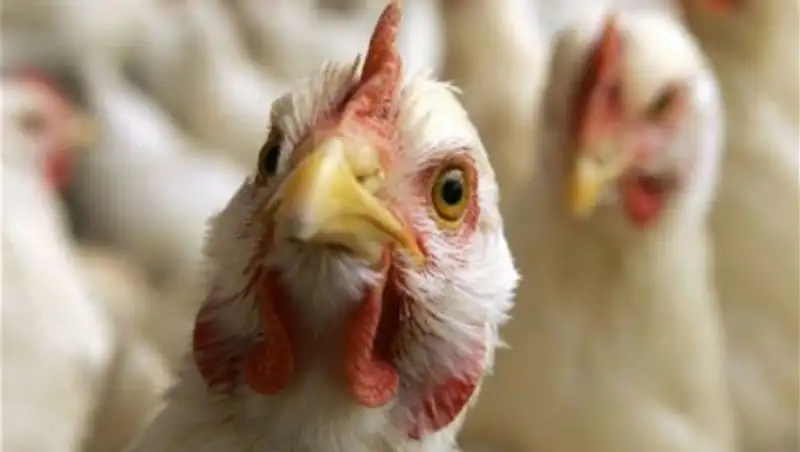 Кыргызстан ввел запрет на ввоз мяса птицы и яиц из Казахстана