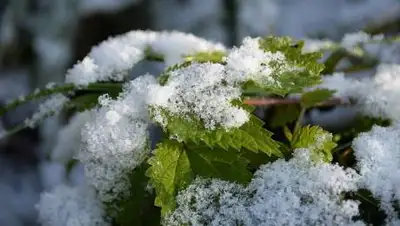 pixabay.com, фото - Новости Zakon.kz от 09.10.2021 16:11