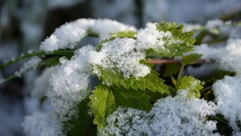 Туман, дождь и снег ожидается в Казахстане