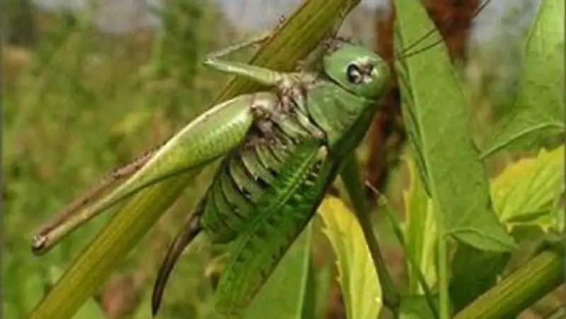 Саранча может распространиться в Казахстане на территории 4,2 млн гектар – МСХ