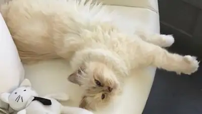 Instagram, фото - Новости Zakon.kz от 20.02.2019 06:09