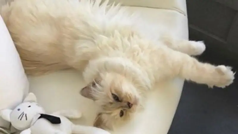 Вероятной наследницей состояния Лагерфельда оказалась кошка