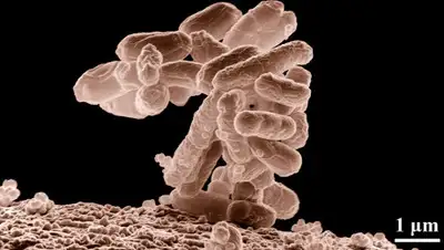 Pixabay, фото - Новости Zakon.kz от 24.01.2020 23:36