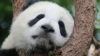 Панда из зоопарка Гуанчжоу стала звездой соцсетей , фото - Новости Zakon.kz от 17.01.2023 06:50