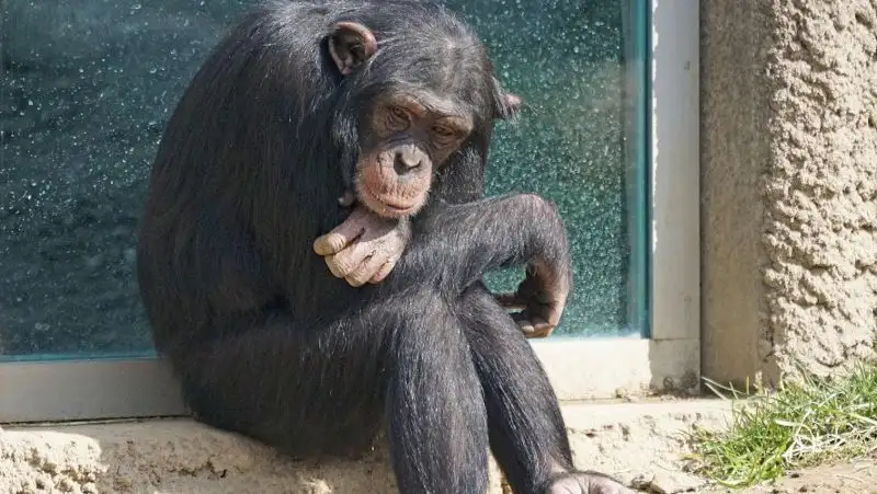 Шимпанзе толкнул женщину с коляской в зоопарке Алматы – ребенок получил ушибы