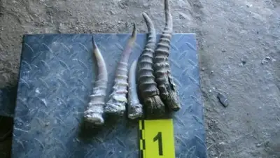 Zakon.kz, фото - Новости Zakon.kz от 30.05.2017 18:38