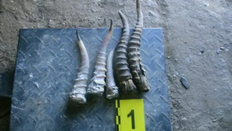 В Костанайской области полицейские изъяли более полутора тонн рогов животных